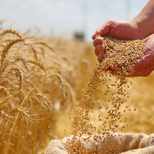 Israelul semnează un acord de furnizare a grâului cu România pentru situații de urgență