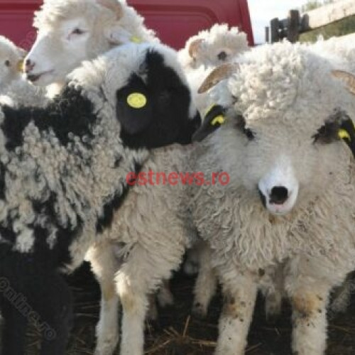 Vasluienii plătesc prea mult pentru carne de miel. Animalele se vând cu prețul de 45 lei/kilogramul!