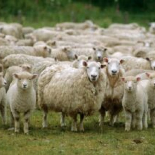 România, lider în producția de carne de oaie în UE. Măsurile laptelui oilor la Sâmbra Oilor, sărbătoare câmpenească tradițională în Huta Certeze.