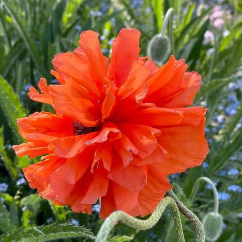 VREMEA în următoarele patru săptămâni: Variații de temperatură și zile cu ploi prognozate pentru începutul verii";