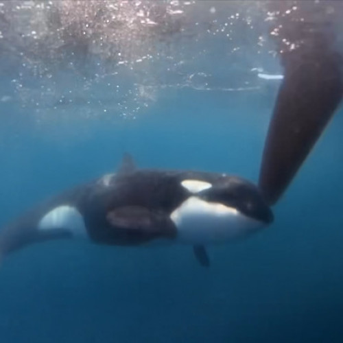 Grup de orc în apă lângă Gibraltar atacă mai multe iahturi

Iahturi atacate în apropiere de Strâmtoarea Gibraltar de către grup de orc