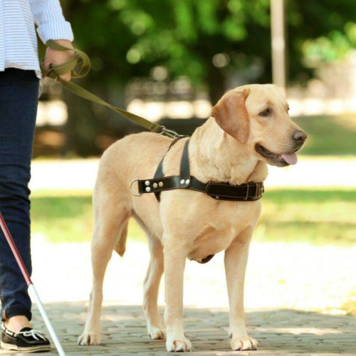 Câinii-ghid ai persoanelor cu handicap au acces liber în toate spațiile publice, fără plata tarifului de omologare individuală - Lege promulgată de Președintele Klaus Iohannis