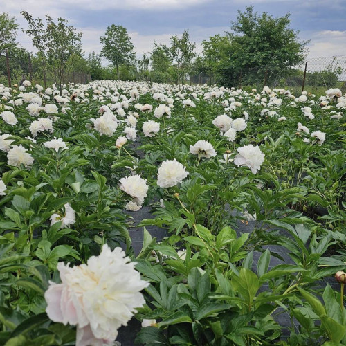Ziua Bujorului Românesc, sărbătorită cu explozivul parfum al celor peste 10 mii de fire de bujori din grădina unei localnice din Dărmănești
