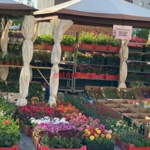 Serbarea Florilor se apropie de a VIII-a ediție! Expoziția va fi găzduită de Centrul Civic din Vaslui