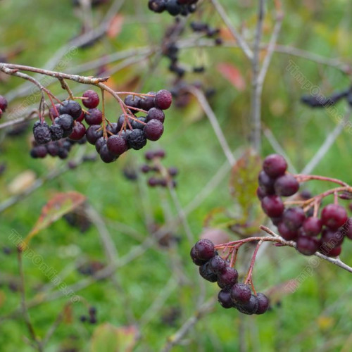 Producția de arbuști fructiferi în zona noastră - rezultatele cercetării în 2023