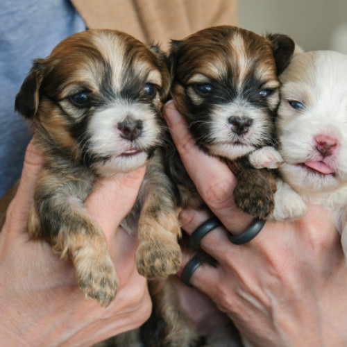 Bărbat din Bihor, amendat cu 17.000 de lei pentru abandonarea a 7 pui de câine și ne sterilizarea mamei lor în Paleu