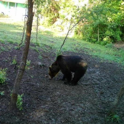 Urs la o cabană din Cluj - Orașul este în alertă! Recomandările specialiștilor pentru evitarea incidentelor