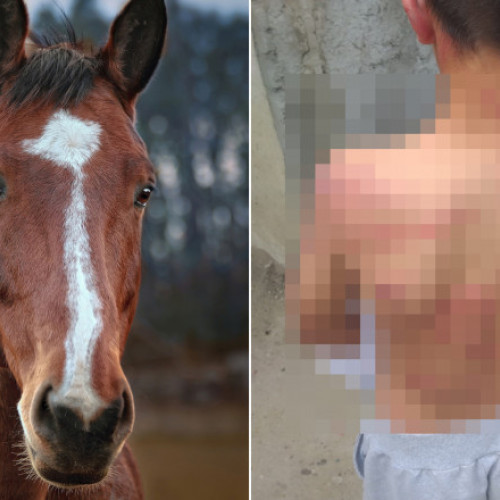 Un copil din Galați, bătut cu biciul de proprietarii unui cal. Agresorii, rudele minorului, reținuți preventiv