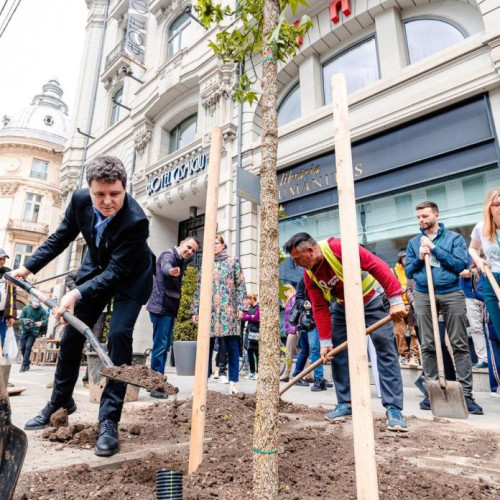 Aproape 100 de arbori plantați pe B-dul Regina Elisabeta în cadrul unui proiect câștigat de bucureșteni prin bugetare participativă