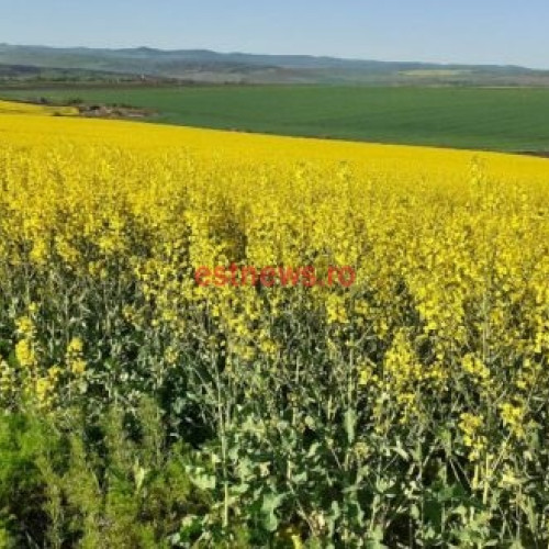 Centralizare Informații Privind Suprafaţa Productivǎ de Primǎvarǎ 2024 în Direcția Agricolă Vaslui