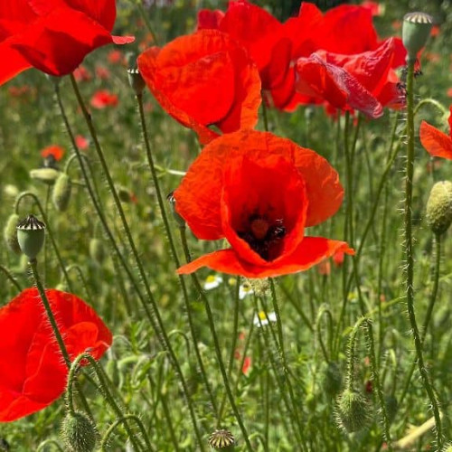 Prognoză meteo pentru următoarele patru săptămâni în România: Variații de temperatură și posibile ploi și furtuni - Ce ne așteaptă?