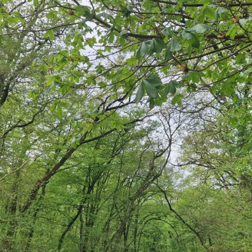 Cod Galben de Vânt Puternic în Alba și alte Județe, Valabil până la Ora 23.00