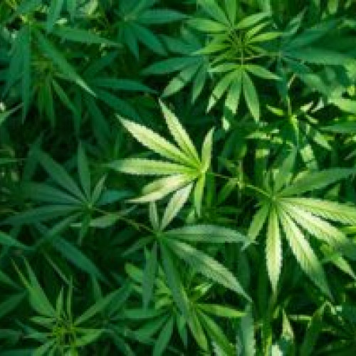 O nouă decizie: Marijuana devine legală în SUA și este inclusă în aceeași categorie cu paracetamolul