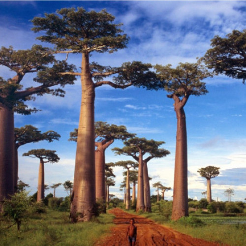 Cercetătorii au soluționat misterul "copacului vieții" care datează de acum 21 de milioane de ani