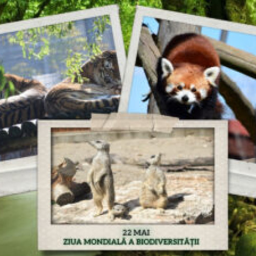 Ziua Biodiversității va fi sărbătorită la Grădina Zoologică din Brașov - Vino să participi!