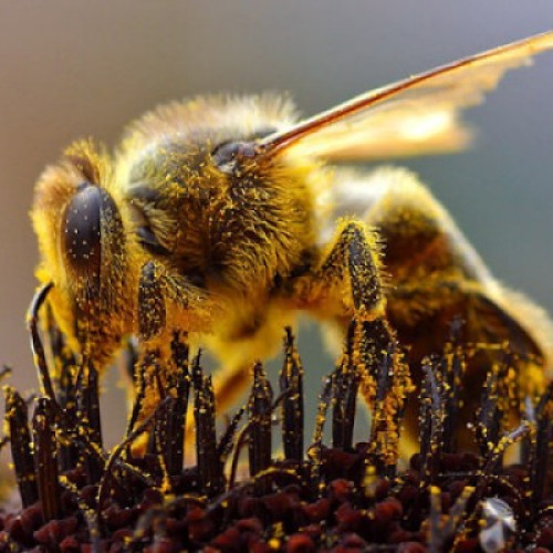 Știre tristă pentru apicultorii români de Ziua Mondială a Albinelor: Piața de desfacere scade, ajutorul de stat este inutil, iar mierea de import distruge industria locală