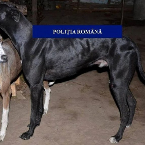 Tânăr prins de poliție la Berveni pentru braconaj cu ogari