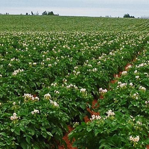 Subvenții pentru Agricultură din partea Statului Român: Fermierii și Crescătorii de Animale sunt Acoperiți