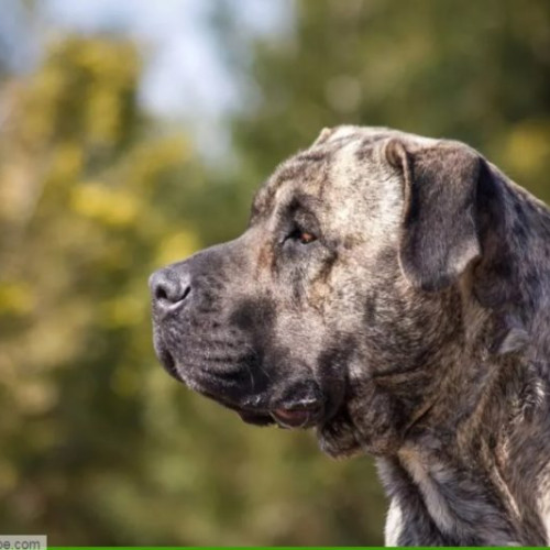 Femeie mușcată de câini de rasă periculoasă în Luduș! Dosar penal pentru proprietar și intervenții ilegale asupra animalelor.