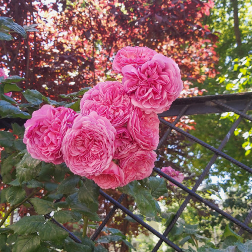 Explozia culorilor și parfumului: Viața liberă se îmbracă în trandafiri în floare!