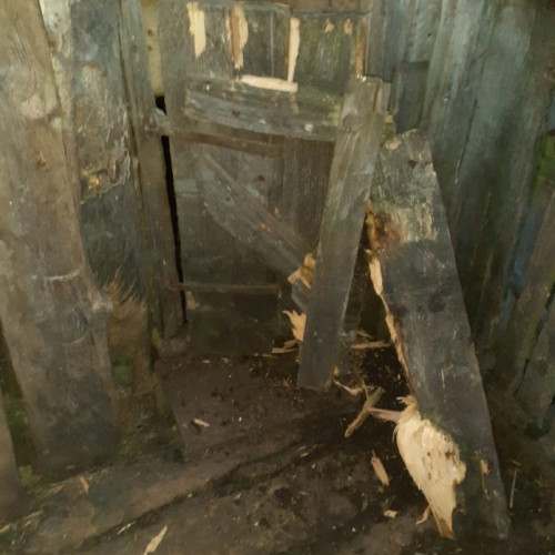 Urșii terorizează comuna Soveja, locuitorii și animalele sunt în pericol