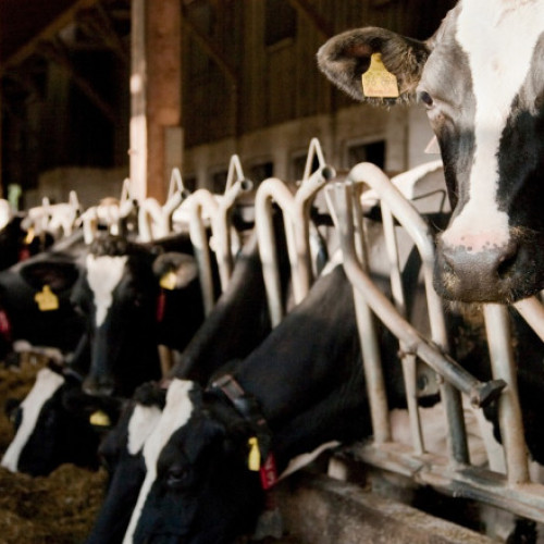 Decizie importantă pentru fermierii români. Ciolacu anunță că vor fi reluate exporturile cu carne și animale vii în Turcia