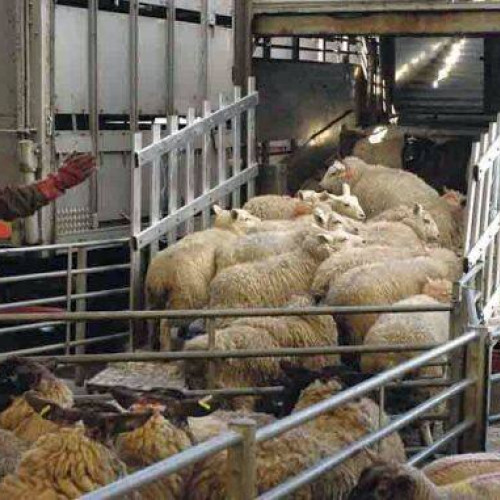 Fermierii români pot relua exportul şi tranzitul de carne şi animale în Turcia, după o hotărâre importantă luată de Marcel Ciolacu