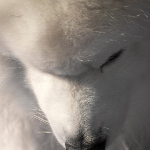 Bărbat cercetat de polițiști după ce a stropit cu benzină câinii vecinului pentru că lătrau și speriau copilul acestuia