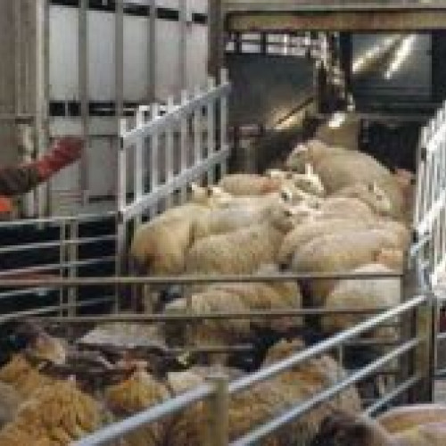 Reluarea exporturilor și tranzitului de carne și animale vii în Turcia, anunțată de premierul Marcel Ciolacu