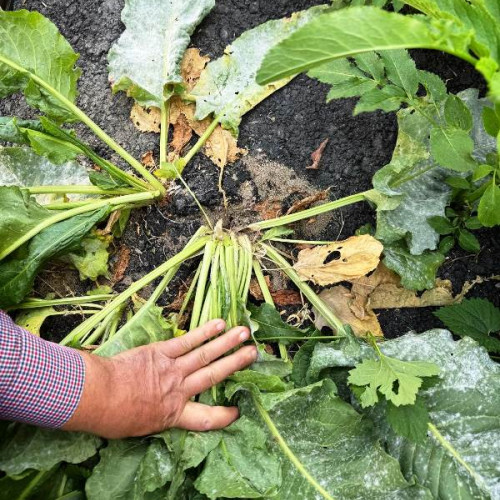 Primarul din Cotești, Dorel Bolovan, folosește o tehnică inovativă pentru a turna asfalt pe drumurile comunale - cu brusturi!