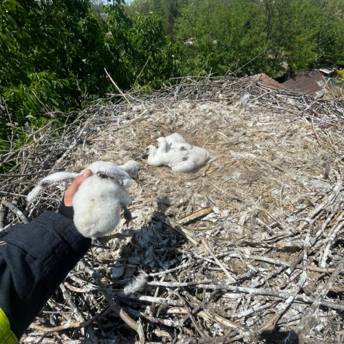 Pui de barză, salvat de pompierii gălățeni din comuna Chiraftei