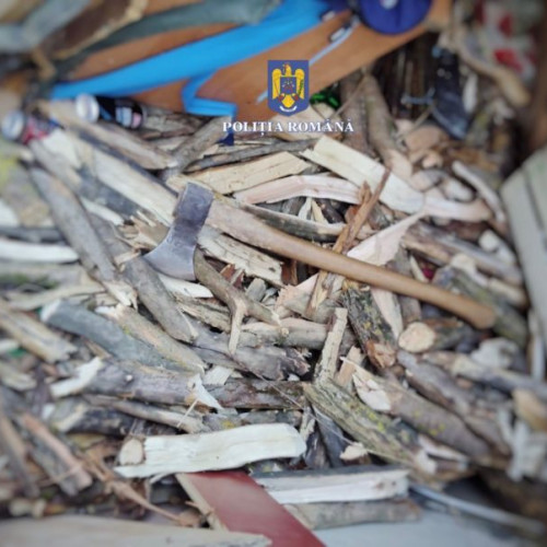 Percheziții în Glodeni pentru tăiere și furt de arbori: Polițiștii au identificat bunuri și lemn sustras