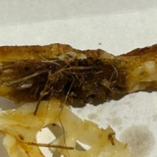 Restaurantul „La Mav” din Brașov, închis pentru prezența gândacilor în bucătărie! Comisarii OPC au sancționat operatorul economic Valoximov Impex SRL.