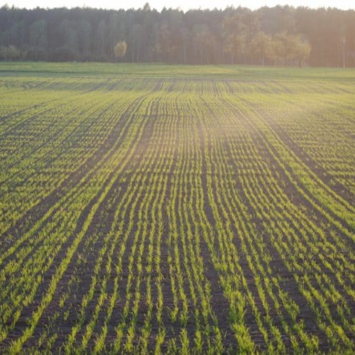 APIA anunță plata ajutorului de stat de 100 de euro pe hectar pentru producătorii agricoli din sectorul vegetal