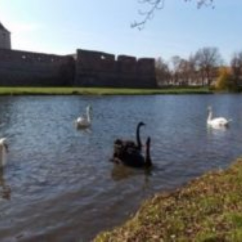 Lebedele reîntorc pe lacul Cetății din Făgăraș: două alb și două negre aduse înapoi de administratorii cetății