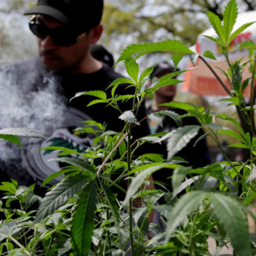 Cantitatea de americani care folosesc zilnic canabis a depăşit, pentru prima oară, pe cei care consumă zilnic alcool