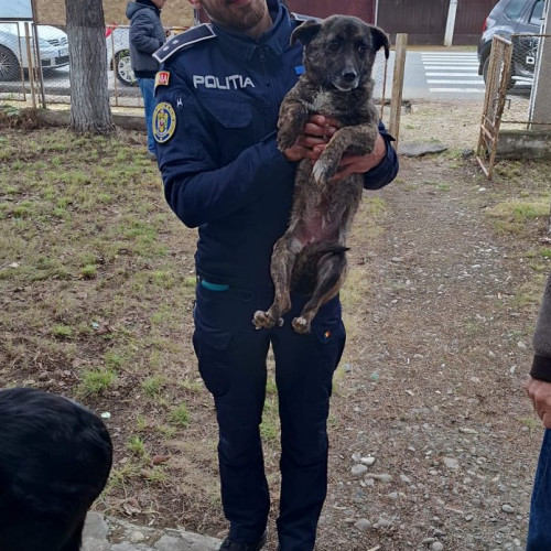 22.000 lei amenzi pentru gestionarea deficitară a câinilor fără stăpân în mai multe U.A.T.-uri, conform IPJ Vrancea