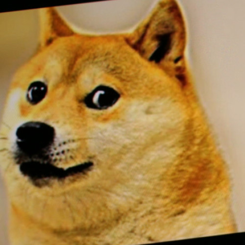 Titlu de știri: "Câinele inspirației "Dogecoin", Kabosu, a plecat din lumea noastră în Japonia