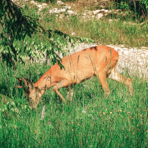 VIDEO: Imagini Unice din Parcul Natural Bucegi, Publicate de Romsilva pentru a marca Zilele Internaționale ale Biodiversității și Parcurilor Europene