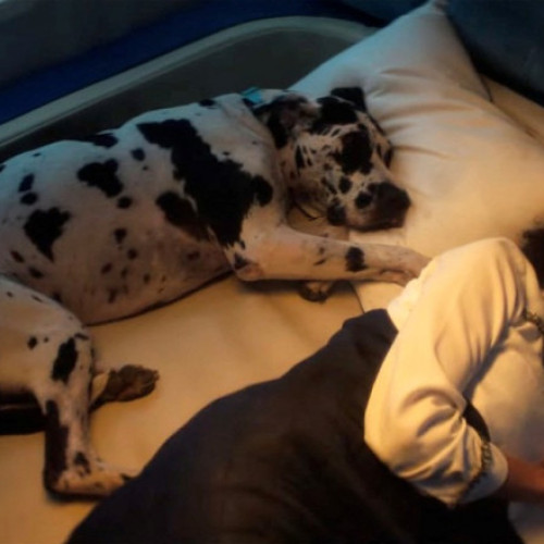 Condiții VIP pentru căței, în avioanele de lux ale primei companii aeriene pentru patrupede. Biletele au fost epuizate la prima cursă