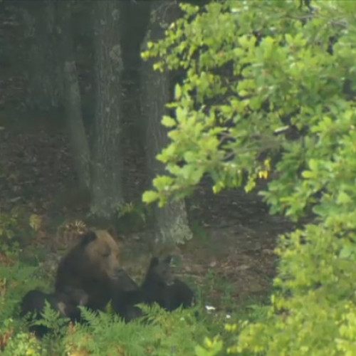 Copil rănit de urs când încerca să-l hrănească în Argeș, Albești.
