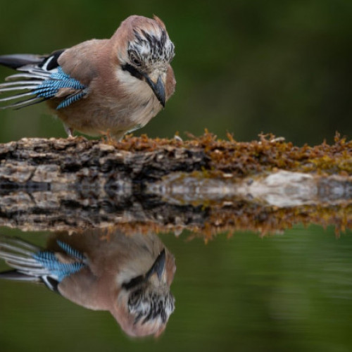 Galerie Foto Pasărea care poate să „călătorească mental în timp”. Are o abilitate ce seamănă cu memoria episodică a creierului uman