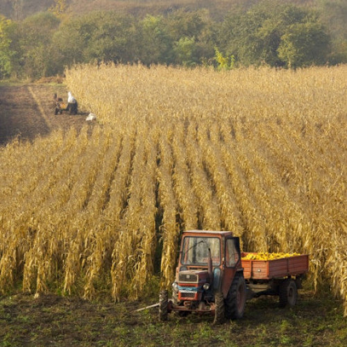 Florin Barbu: România ar putea obţine 30 de milioane de tone de porumb anual. Producția actuală este de patru ori mai mică