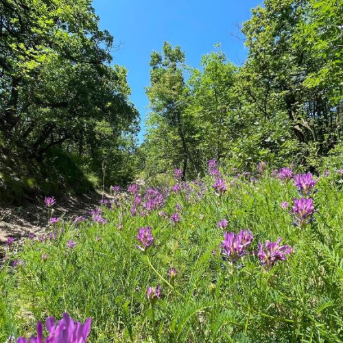 PROGNOZA METEO pentru săptămâna 27 mai - 2 iunie în ALBA. Temperaturi scăzute și ploi în următoarele zile. Maximele vor ajunge la 22 de grade, dar cu o zi foarte caldă spre finalul săptămânii. Anunțate și furtuni în zona muntoasă. VREMEA pentru săptămâna următoare în județul ALBA