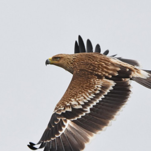 Vulturii își schimbă traseele de zbor pentru a evita zonele de conflict din Ucraina