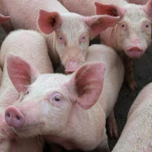 Crescătorii din România afectați de războiul din Ucraina primesc ajutor de stat pentru animalele lor