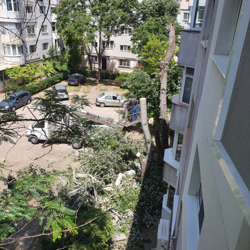 Copaci tăiaţi fără aprobare, locuitorii sunt indignați. Un cititor a sesizat Garda de Mediu. Imagini surprinse în cartierul Aurel Vlaicu.