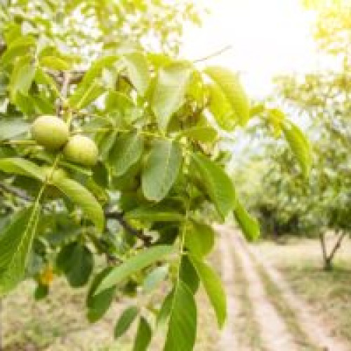 România va produce drone pentru agricultură și apărare în parteneriat cu compania americană Periscope