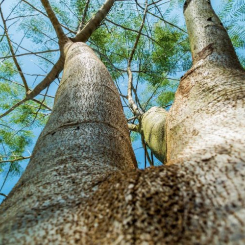 Tanăra rănită în incidentul din Parcul Bazilescu. Creanga căzută dintr-un copac a provocat probleme grave