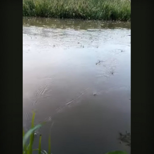 Spectacolul fluturilor albi, o atracție unică pe râul Bega. Mii de insecte rare umplu cerul deasupra Timișoarei într-un dans al vieții și al iubirii. Setări cookie împiedică vizualizarea. Efemeridele apar doar o dată pe an și sunt considerate tinerii care se întorc pentru a-și găsi partenerul potrivit. Credința populară spune că acestea sunt suflete nemăritate. Filmările în premieră arată cum fluturii trăiesc și mor în doar câteva ore. Biologii consideră că prezența lor atestă curățenia apelor râului Bega.